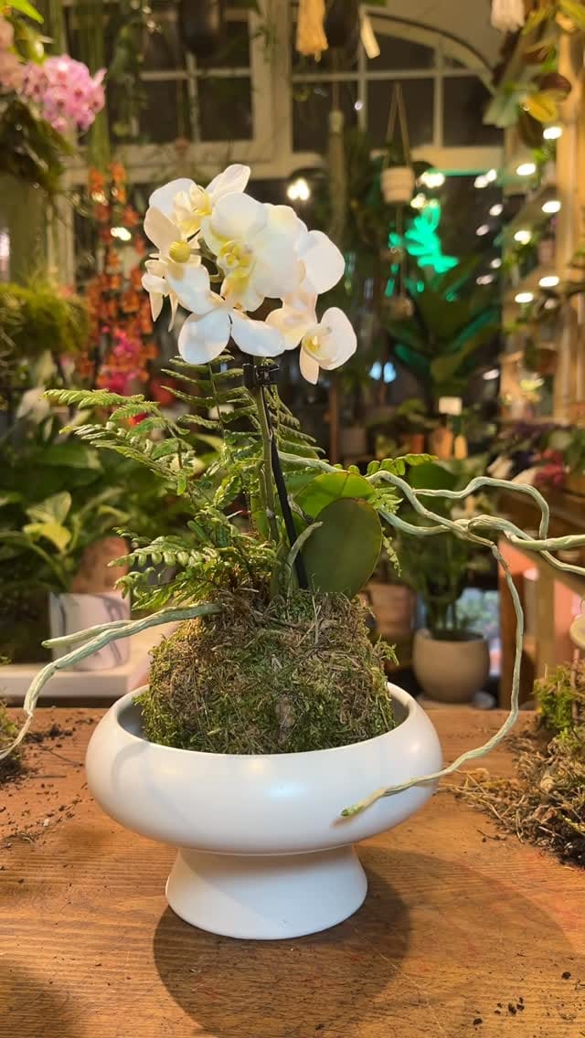 Post 10 by Pilea Living on Instagram (video)