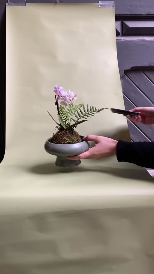Post 8 by Pilea Living on Instagram (video)