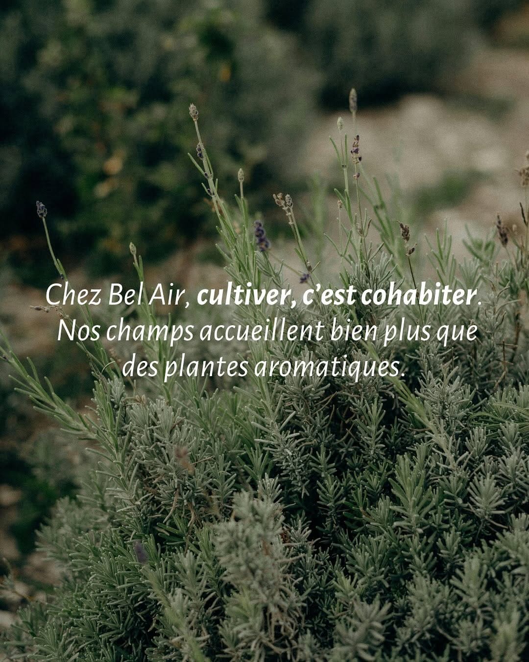 Post 3 by Distillerie Bel Air on Instagram (carousel)