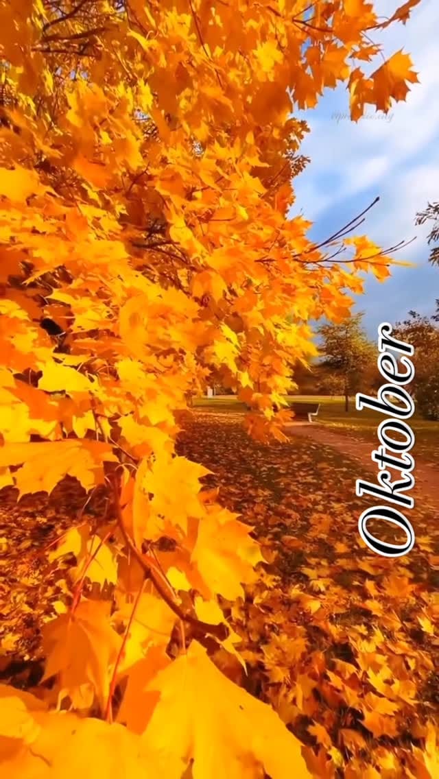 Post 1 by Neida Ferraz on Instagram (video)