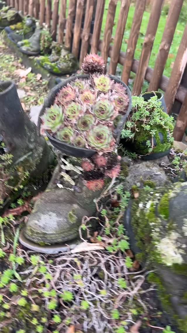 Post 5 by Make My Garden ® on Instagram (video)