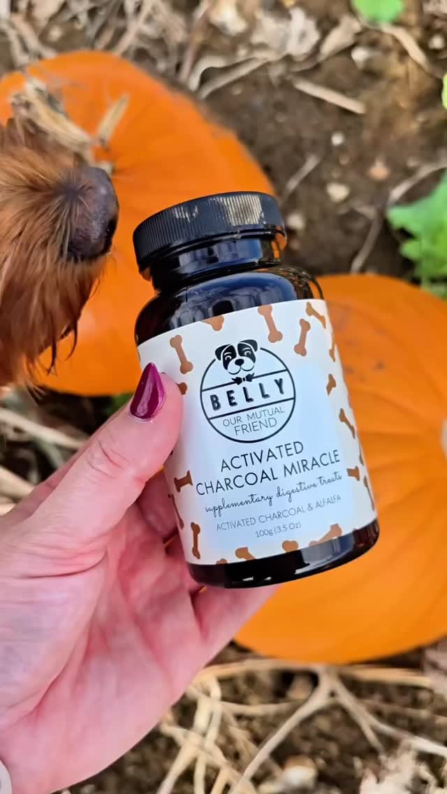 Post 7 by Belly 🐾 Dog Grooming Products on Instagram (video)