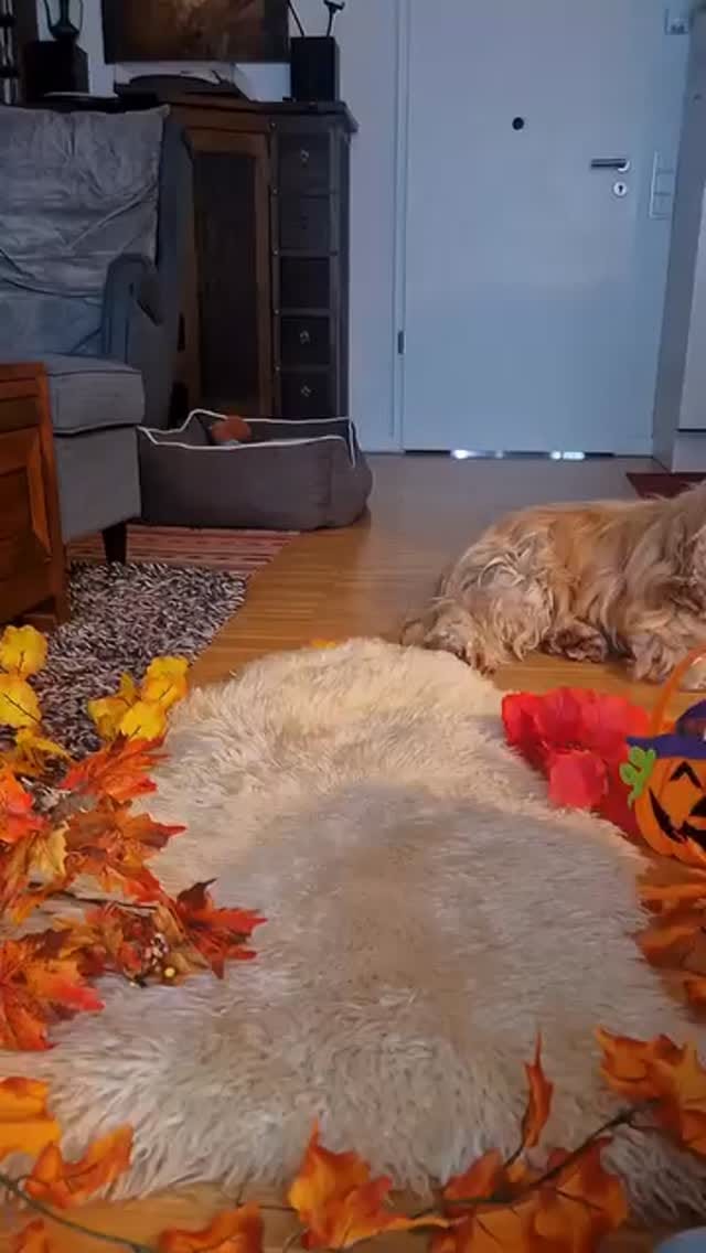 Post 5 by Belly 🐾 Dog Grooming Products on Instagram (video)