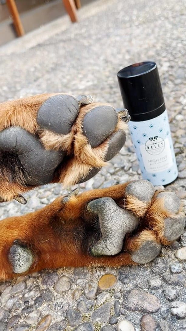 Post 10 by Belly 🐾 Dog Grooming Products on Instagram (video)