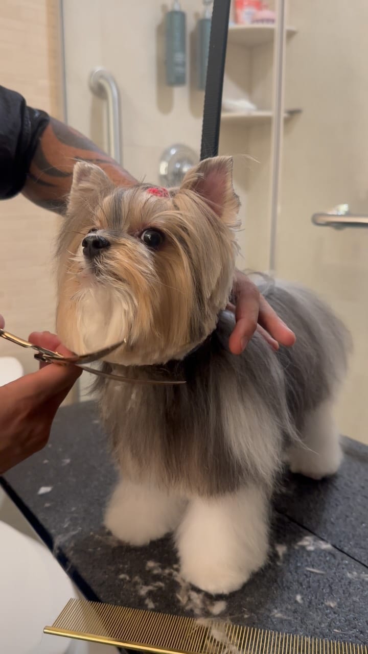 Post 5 by 👩🏻 Maria Izabel Bogus 🐶 Cacau Schiffer & 🐶 Didi Klum on Instagram (video)