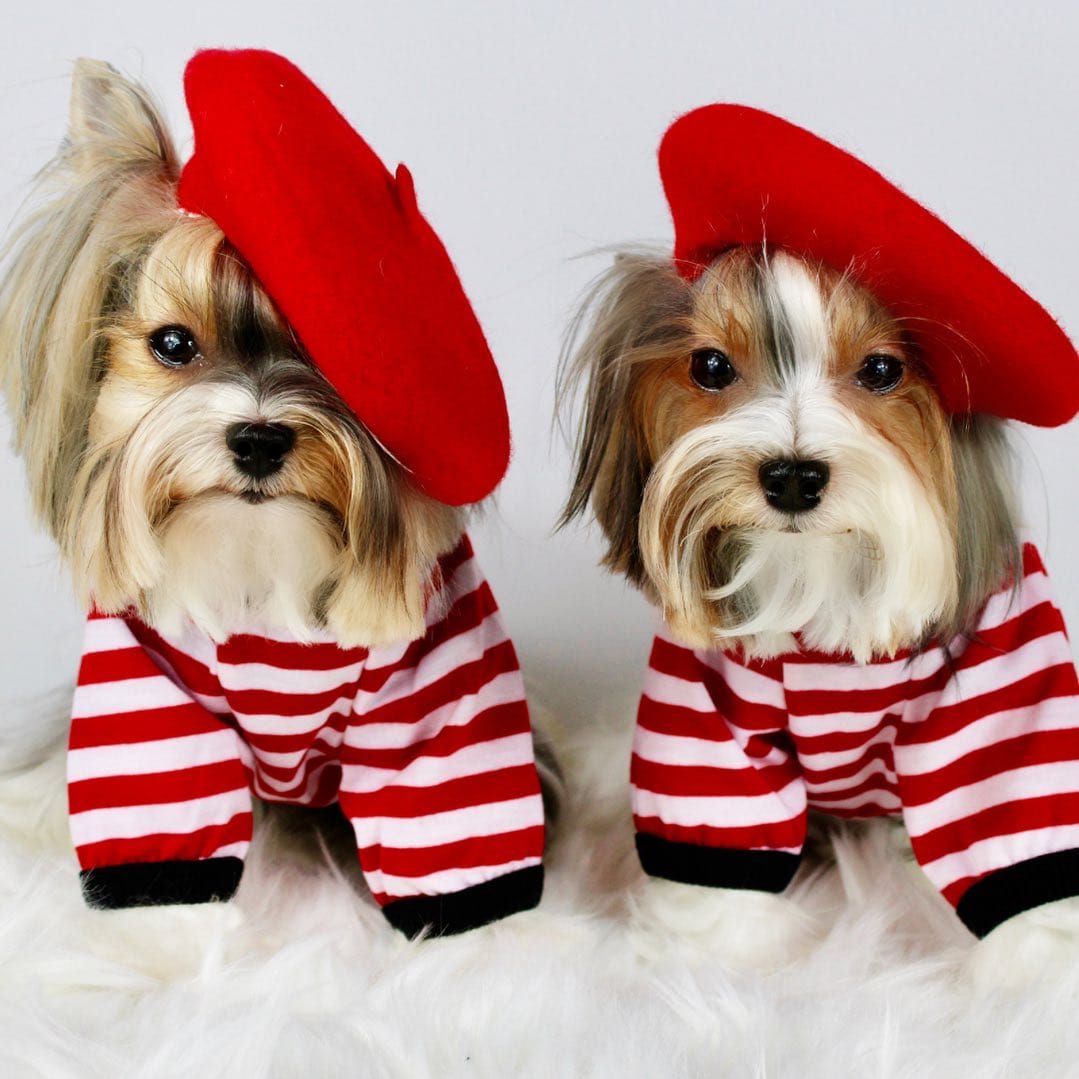 Post 10 by 👩🏻 Maria Izabel Bogus 🐶 Cacau Schiffer & 🐶 Didi Klum on Instagram (image)