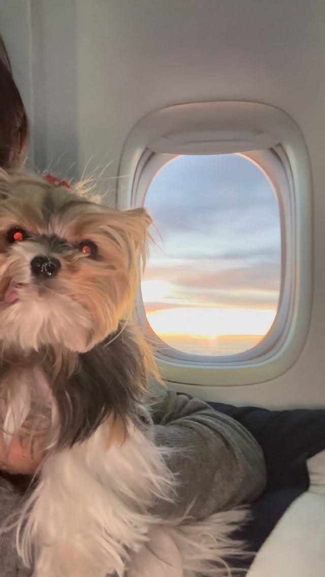 Post 2 by 👩🏻 Maria Izabel Bogus 🐶 Cacau Schiffer & 🐶 Didi Klum on Instagram (video)