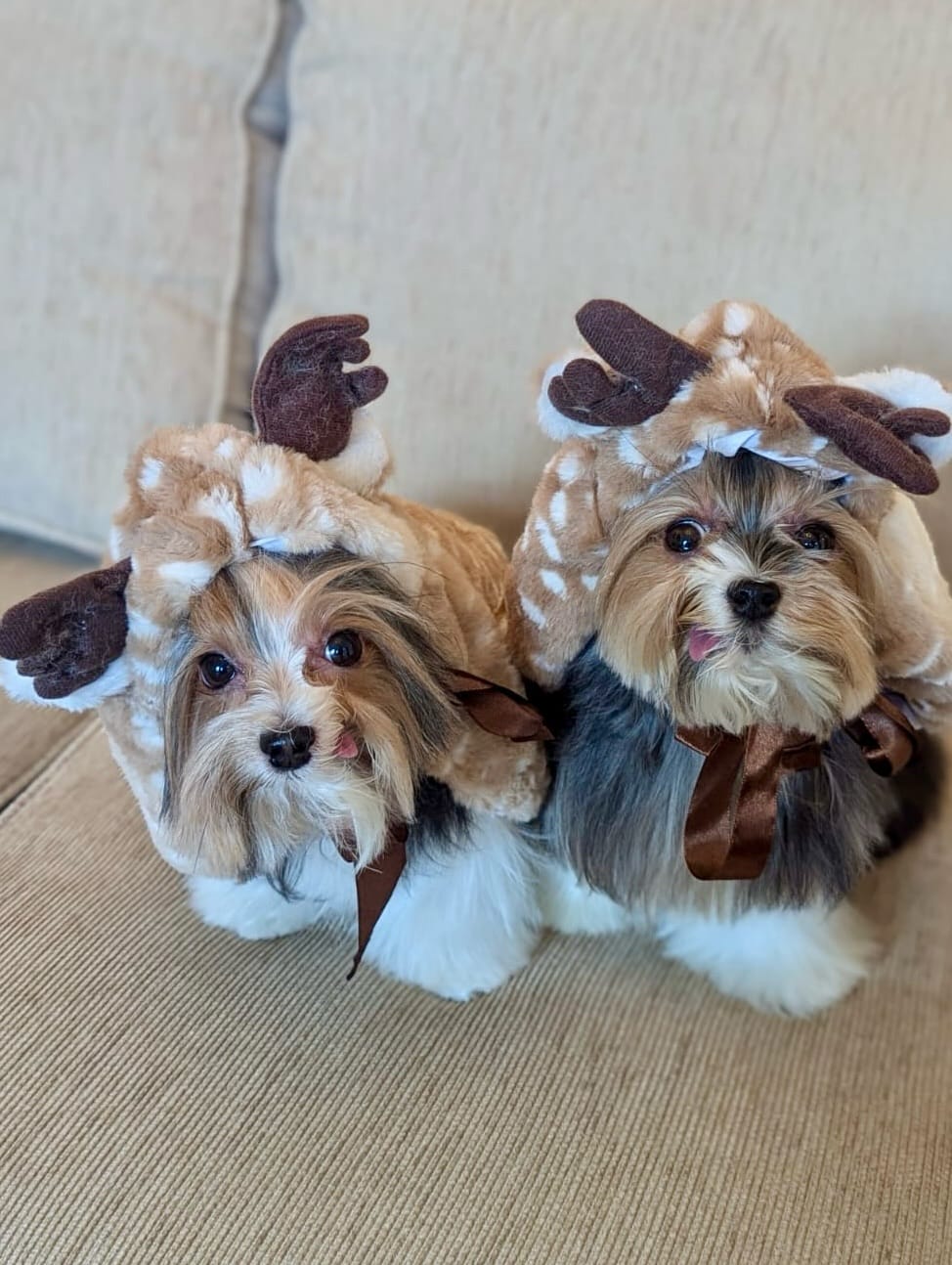 Post 1 by 👩🏻 Maria Izabel Bogus 🐶 Cacau Schiffer & 🐶 Didi Klum on Instagram (carousel)