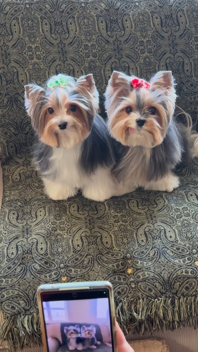 Post 3 by 👩🏻 Maria Izabel Bogus 🐶 Cacau Schiffer & 🐶 Didi Klum on Instagram (video)