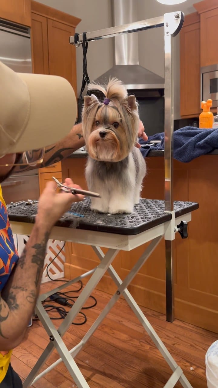 Post 9 by 👩🏻 Maria Izabel Bogus 🐶 Cacau Schiffer & 🐶 Didi Klum on Instagram (video)