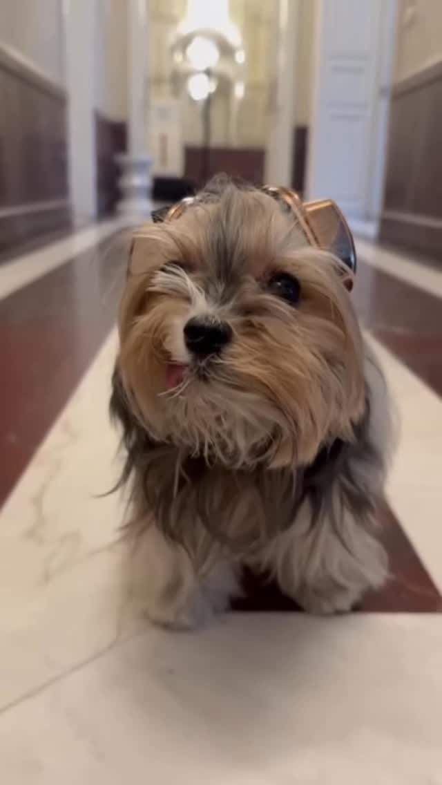 Post 4 by 👩🏻 Maria Izabel Bogus 🐶 Cacau Schiffer & 🐶 Didi Klum on Instagram (video)