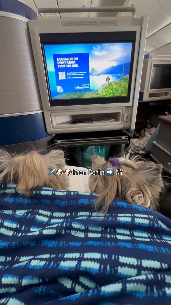 Post 6 by 👩🏻 Maria Izabel Bogus 🐶 Cacau Schiffer & 🐶 Didi Klum on Instagram (video)
