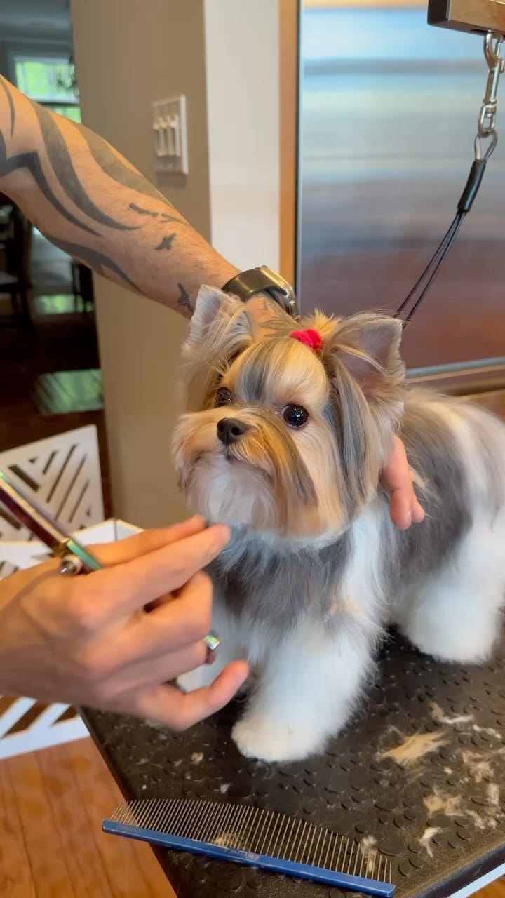 Post 8 by 👩🏻 Maria Izabel Bogus 🐶 Cacau Schiffer & 🐶 Didi Klum on Instagram (video)