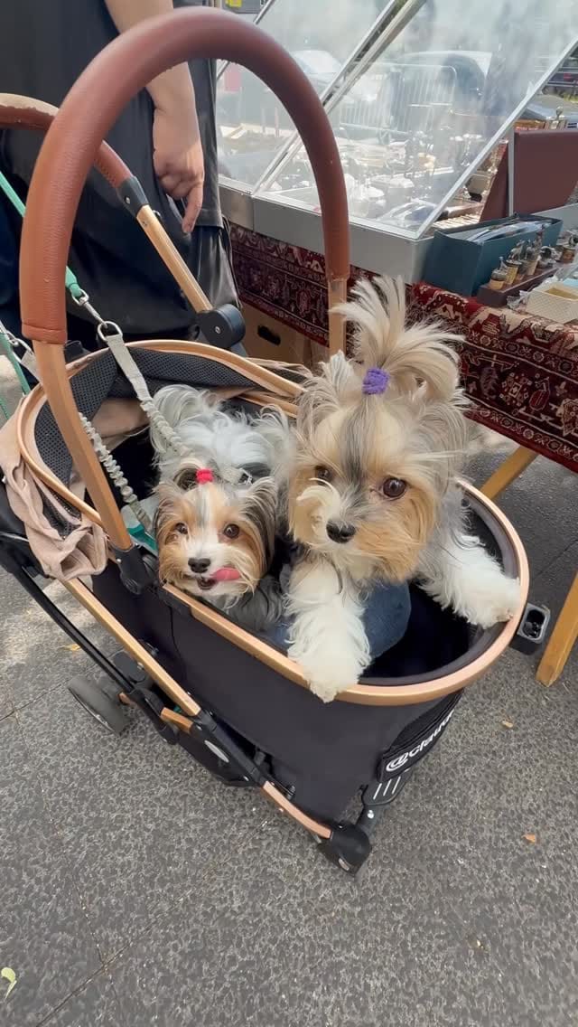Post 7 by 👩🏻 Maria Izabel Bogus 🐶 Cacau Schiffer & 🐶 Didi Klum on Instagram (video)
