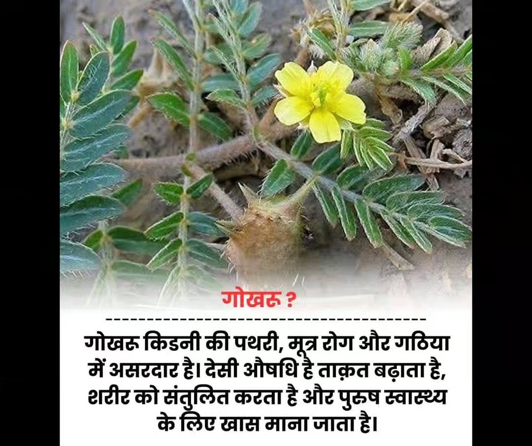 Post 8 by IndianJadiBooti on Instagram (image)