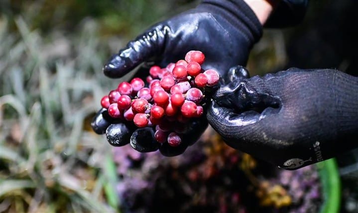 Post 9 by Wines of Germany on Instagram (image)