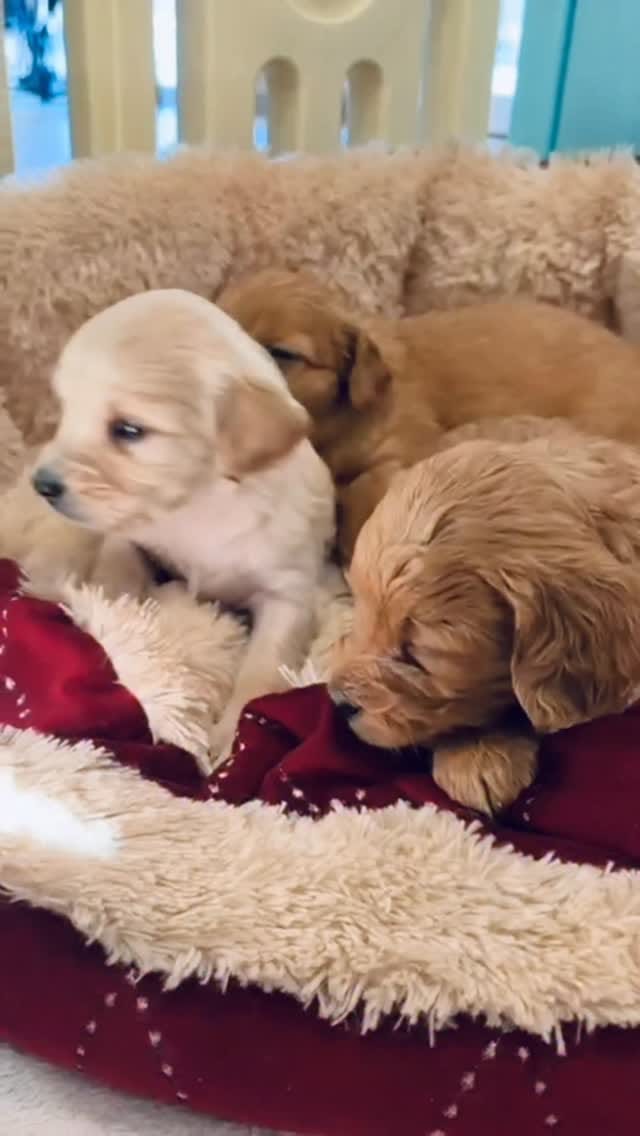 Post 7 by 𝐃𝐄𝐍𝐈𝐒𝐄 𝐌𝐄𝐑𝐓𝐄𝐍 on Instagram (video)