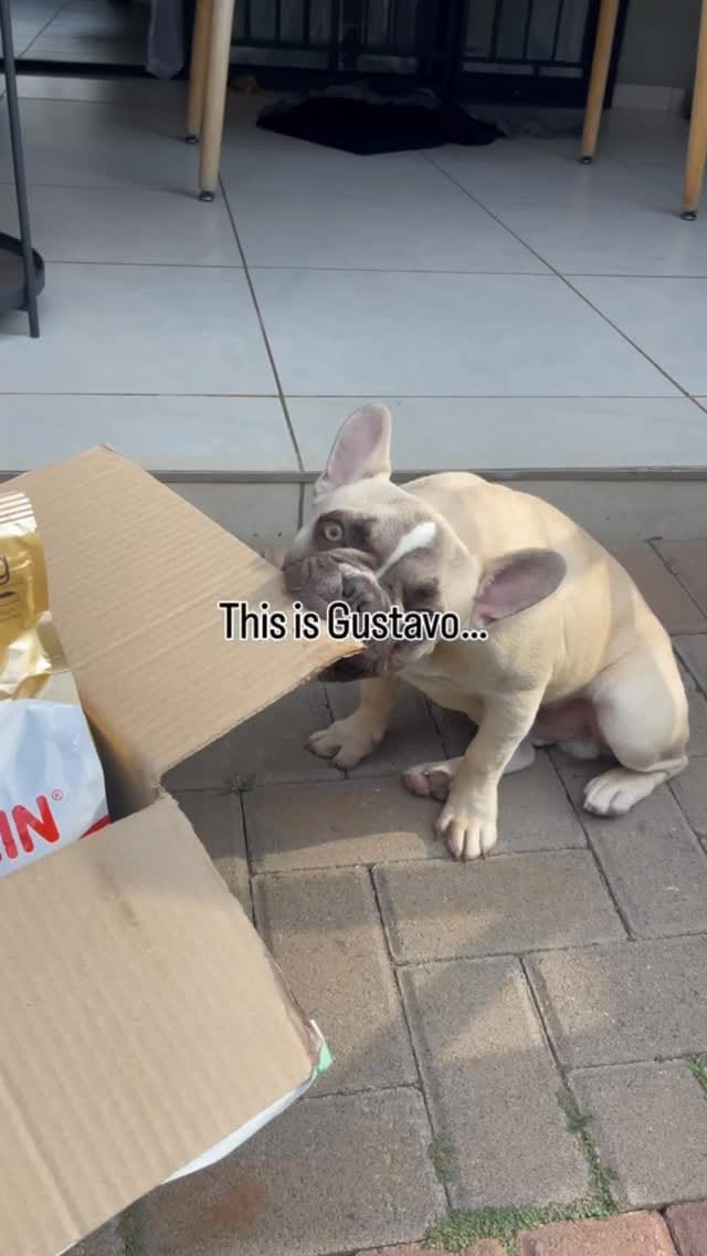 Post 7 by Pet Heaven on Instagram (video)