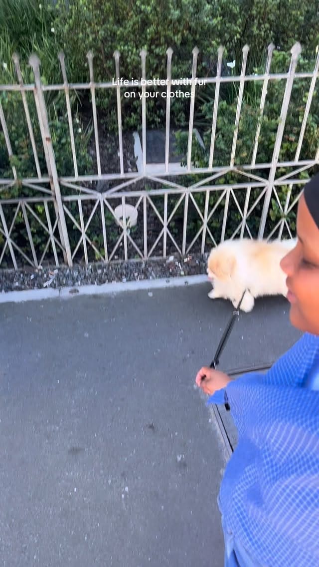 Post 8 by Pet Heaven on Instagram (video)