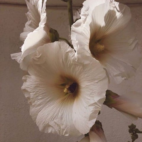 Post 7 by Monsoon Blooms on Instagram (image)