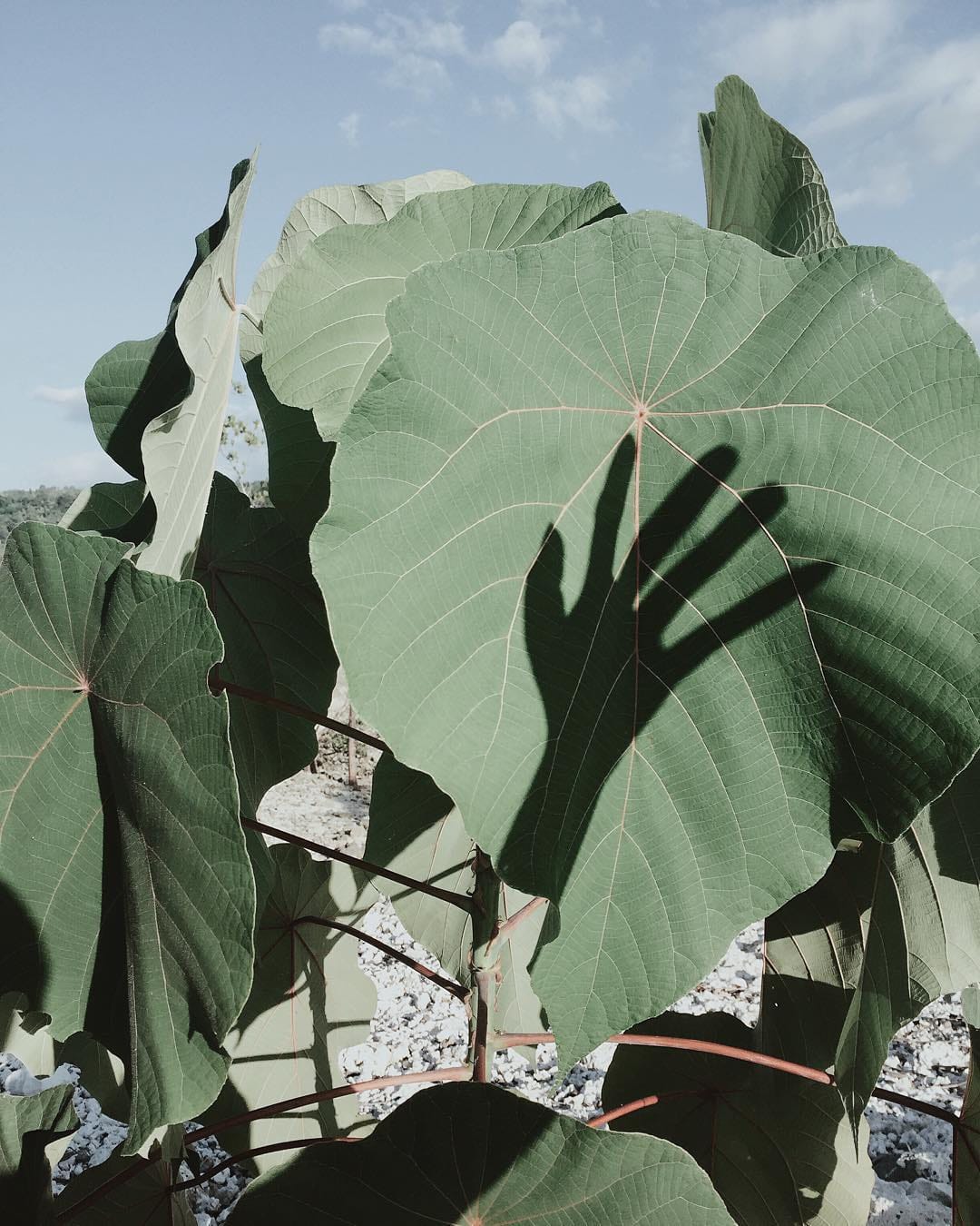 Post 5 by Monsoon Blooms on Instagram (image)