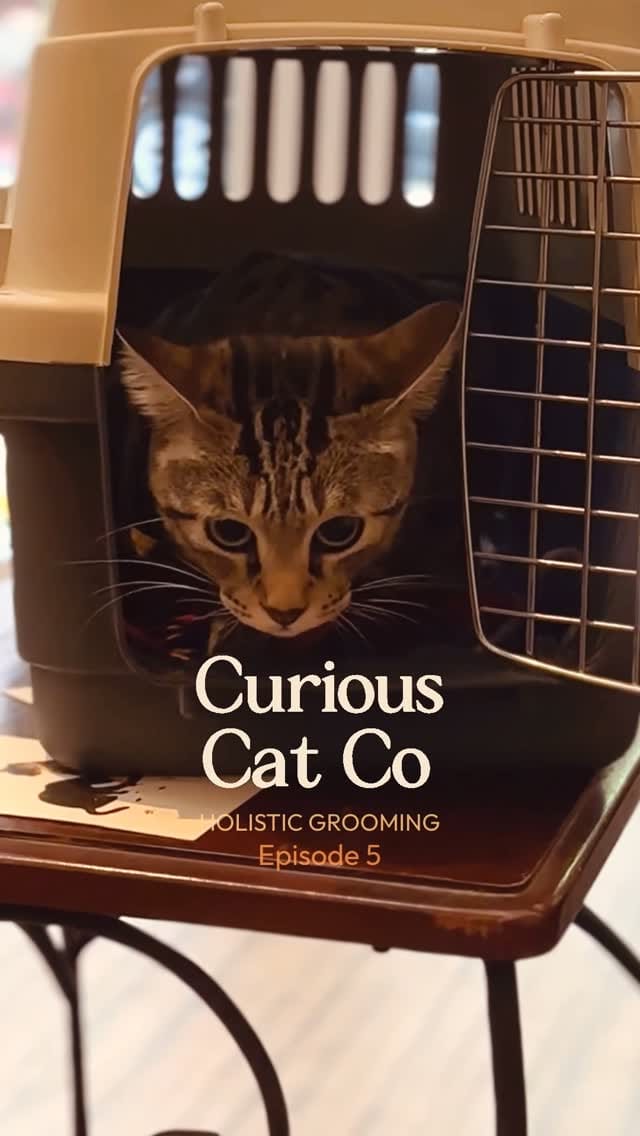 Post 1 by Curious Cat Company on Instagram (video)
