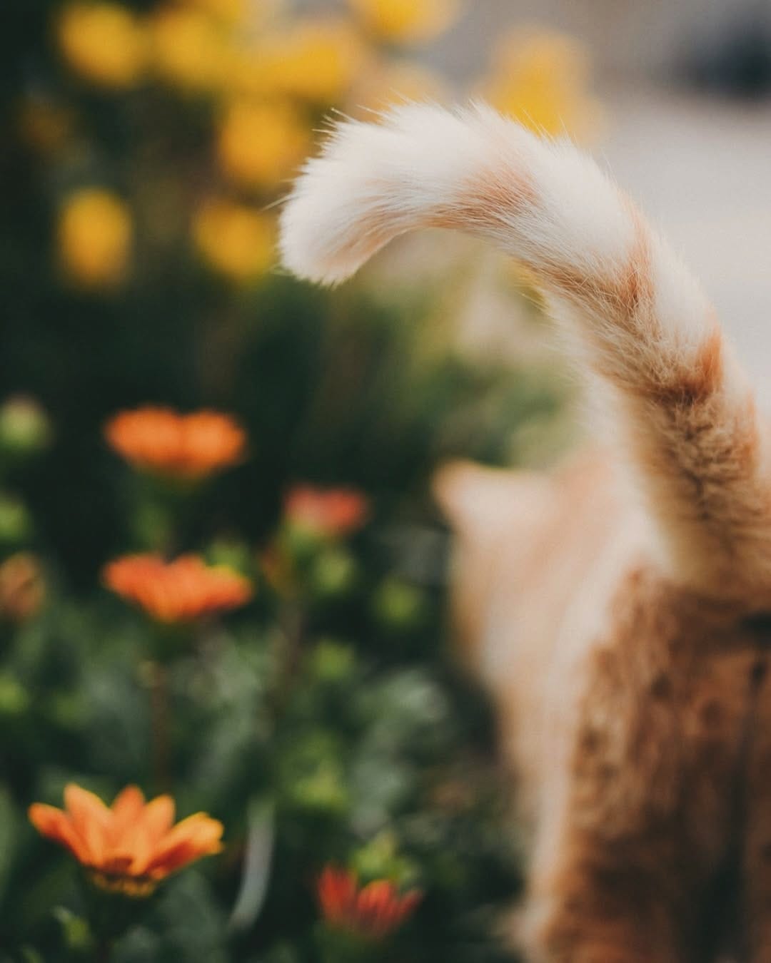 Post 10 by Curious Cat Company on Instagram (carousel)