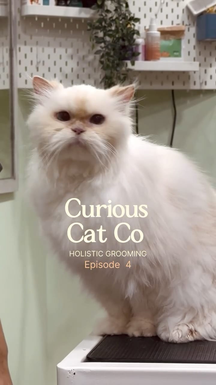 Post 7 by Curious Cat Company on Instagram (video)