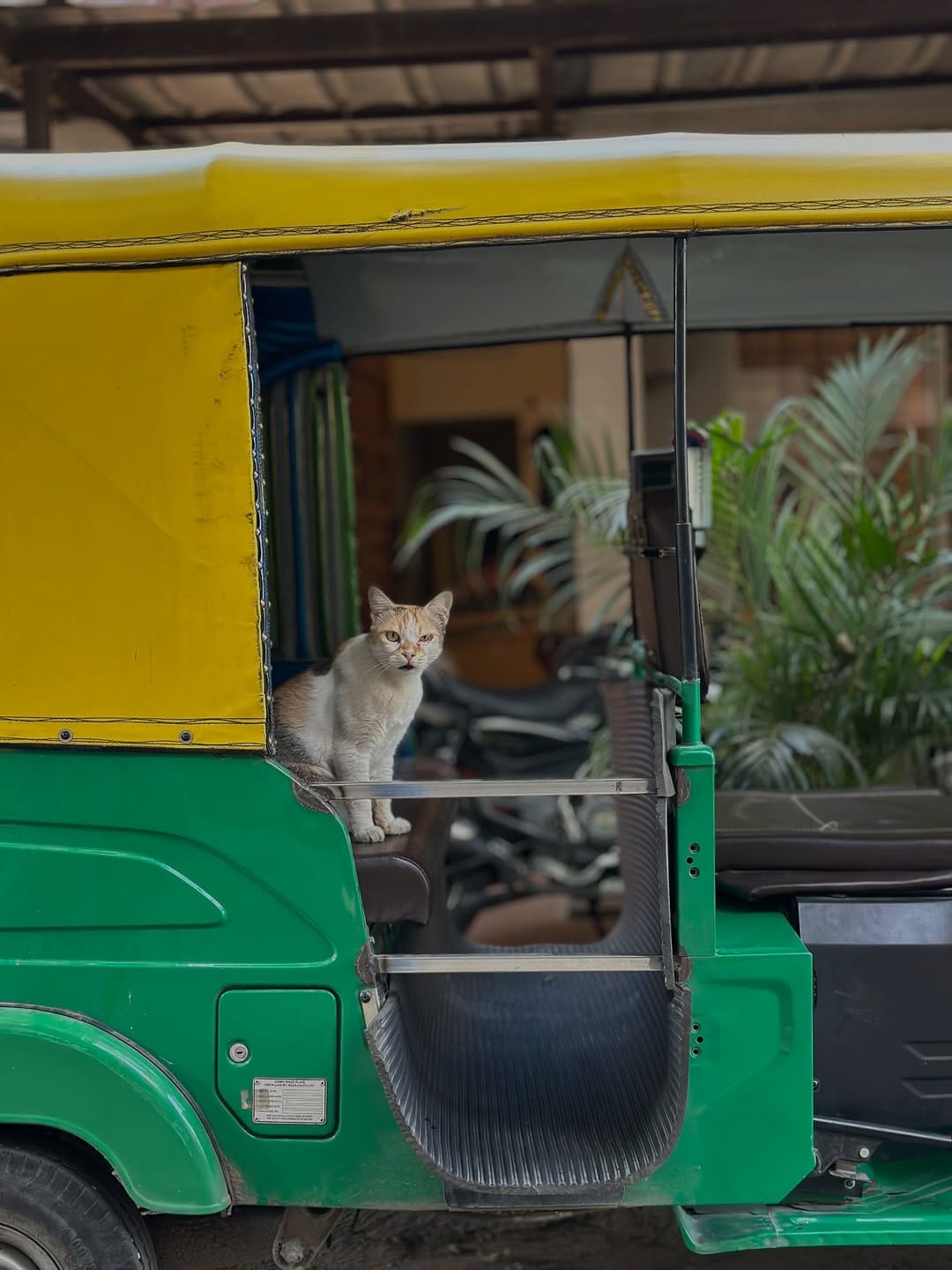 Post 8 by Curious Cat Company on Instagram (carousel)