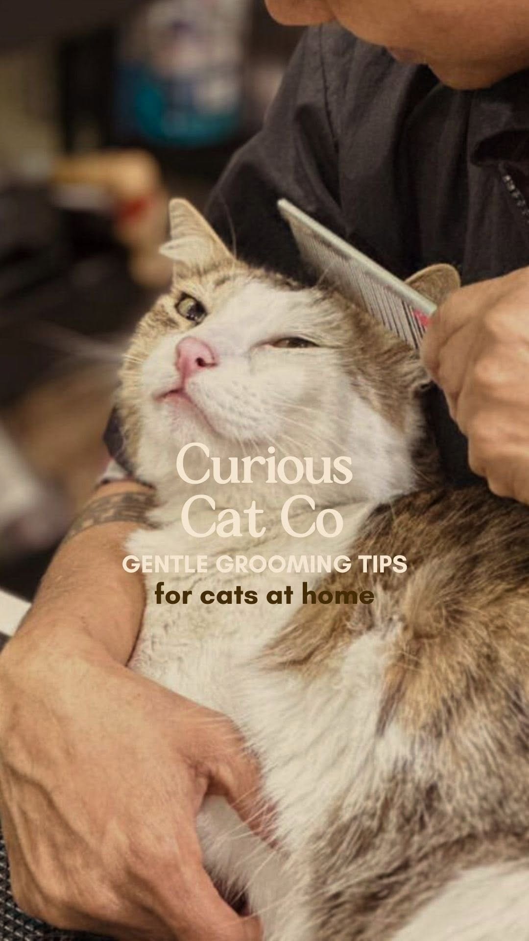 Post 3 by Curious Cat Company on Instagram (video)