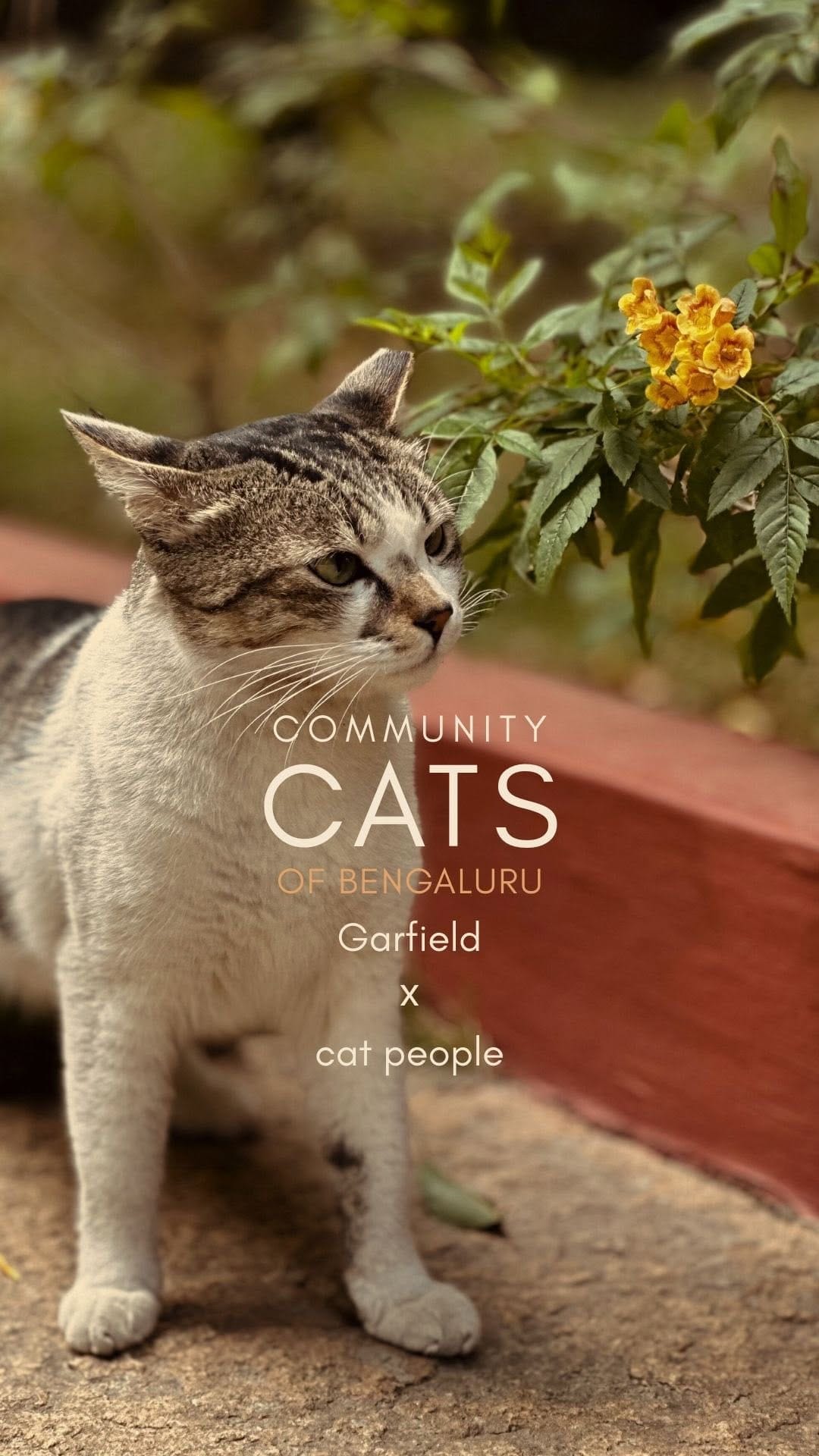Post 5 by Curious Cat Company on Instagram (video)