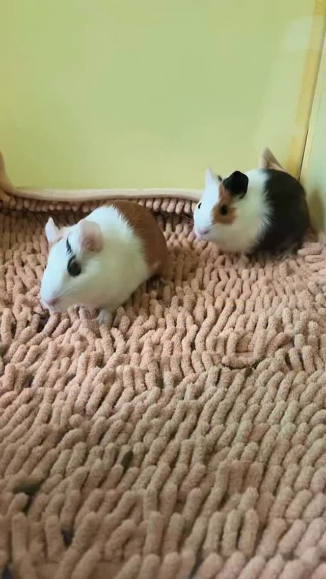 Post 3 by Pecute on Instagram (video)