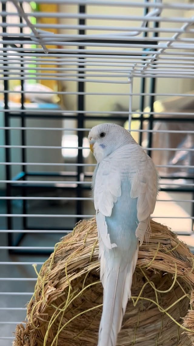 Post 6 by Pecute on Instagram (video)