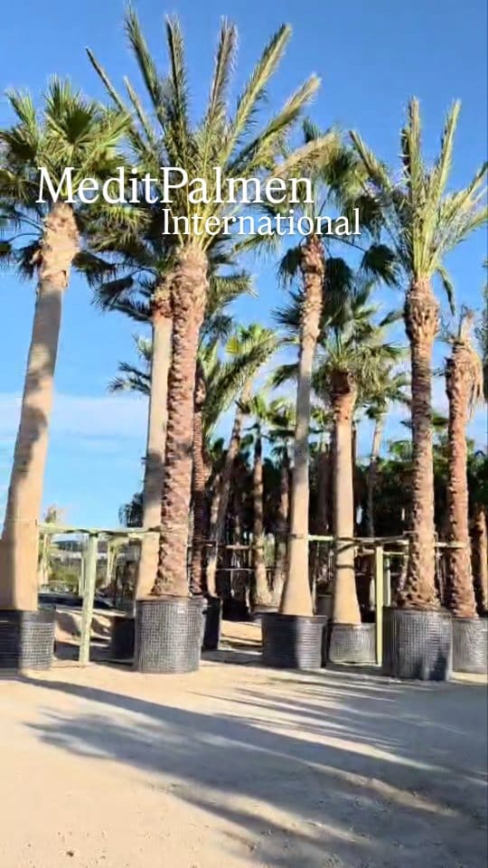 Post 8 by MeditPalmen on Instagram (video)