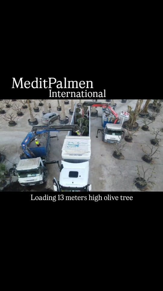 Post 4 by MeditPalmen on Instagram (video)