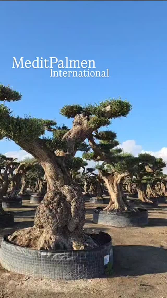 Post 7 by MeditPalmen on Instagram (video)
