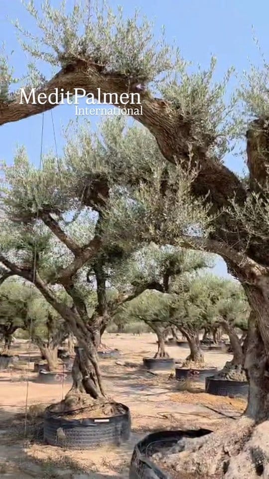 Post 2 by MeditPalmen on Instagram (video)
