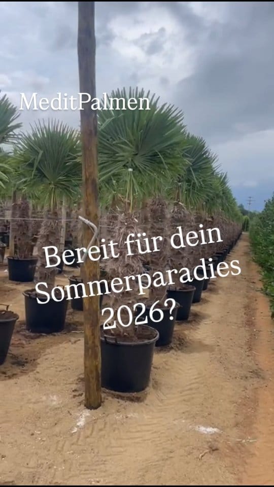 Post 5 by MeditPalmen on Instagram (video)