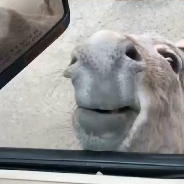 Post 1 by 🇱🇧🕵️‍♂️🇩🇪❧Adam❤VIP❧♀️ on Instagram (video)