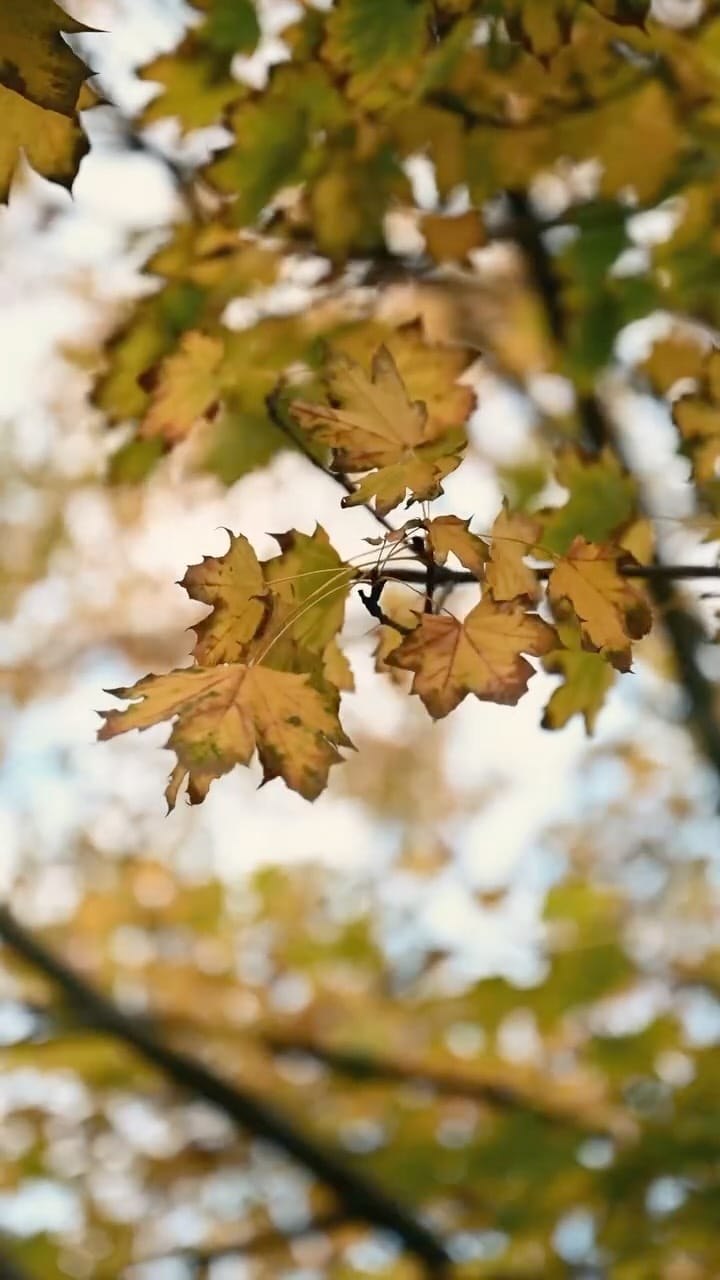 Post 6 by Helin Bereket on Instagram (video)