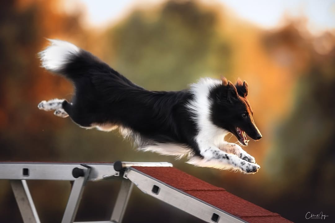 Post 8 by Chiara | Dogs, Agility & Adventure on Instagram (image)