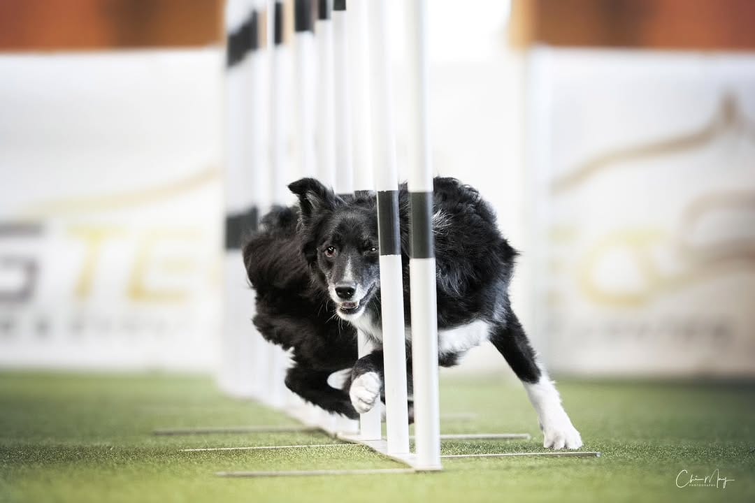 Post 2 by Chiara | Dogs, Agility & Adventure on Instagram (carousel)