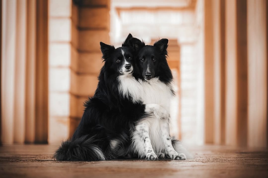 Post 4 by Chiara | Dogs, Agility & Adventure on Instagram (image)