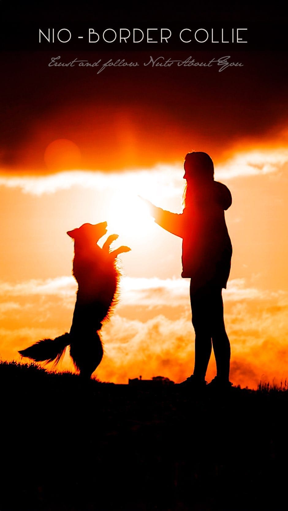 Post 9 by Chiara | Dogs, Agility & Adventure on Instagram (video)