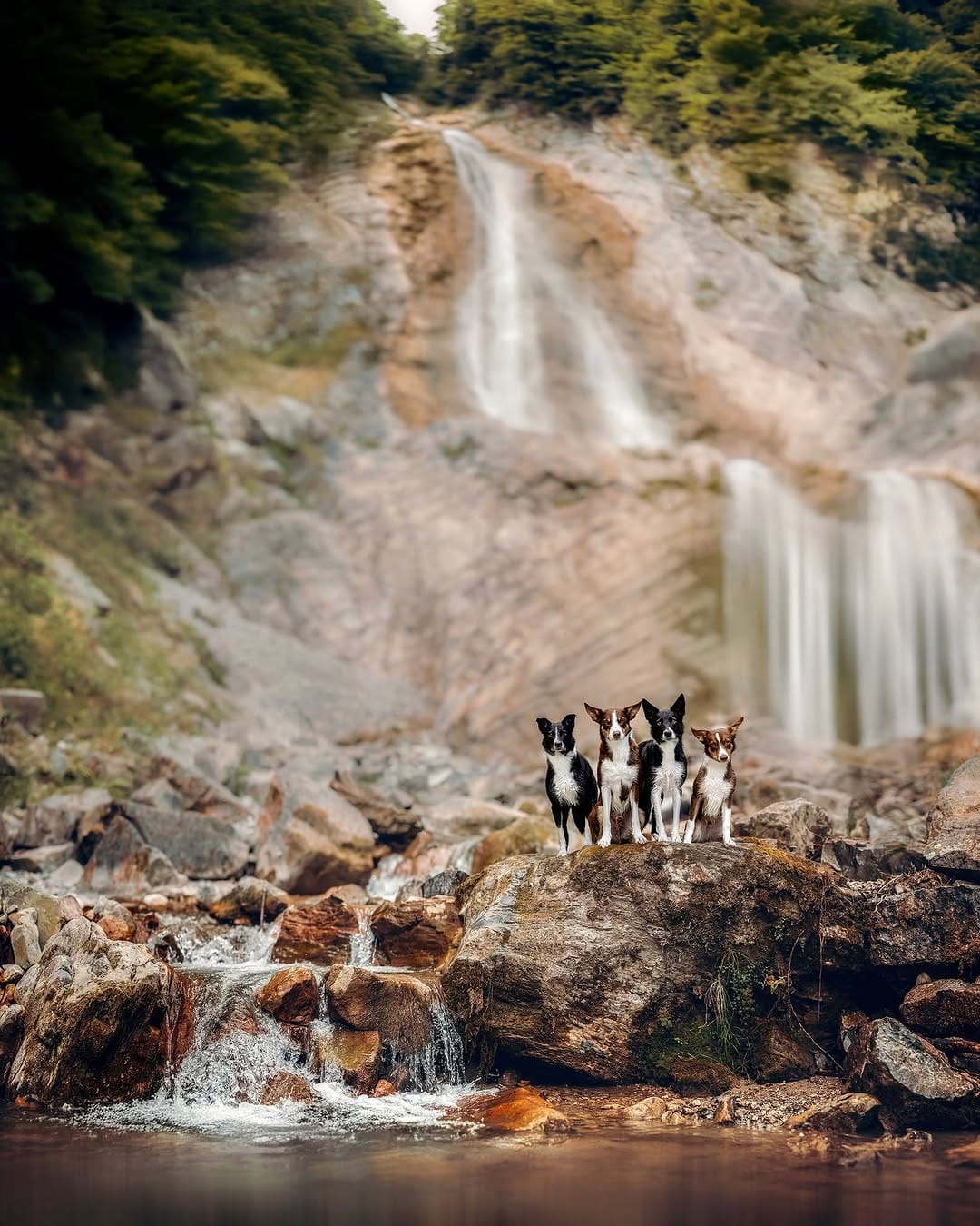Post 6 by Chiara | Dogs, Agility & Adventure on Instagram (image)
