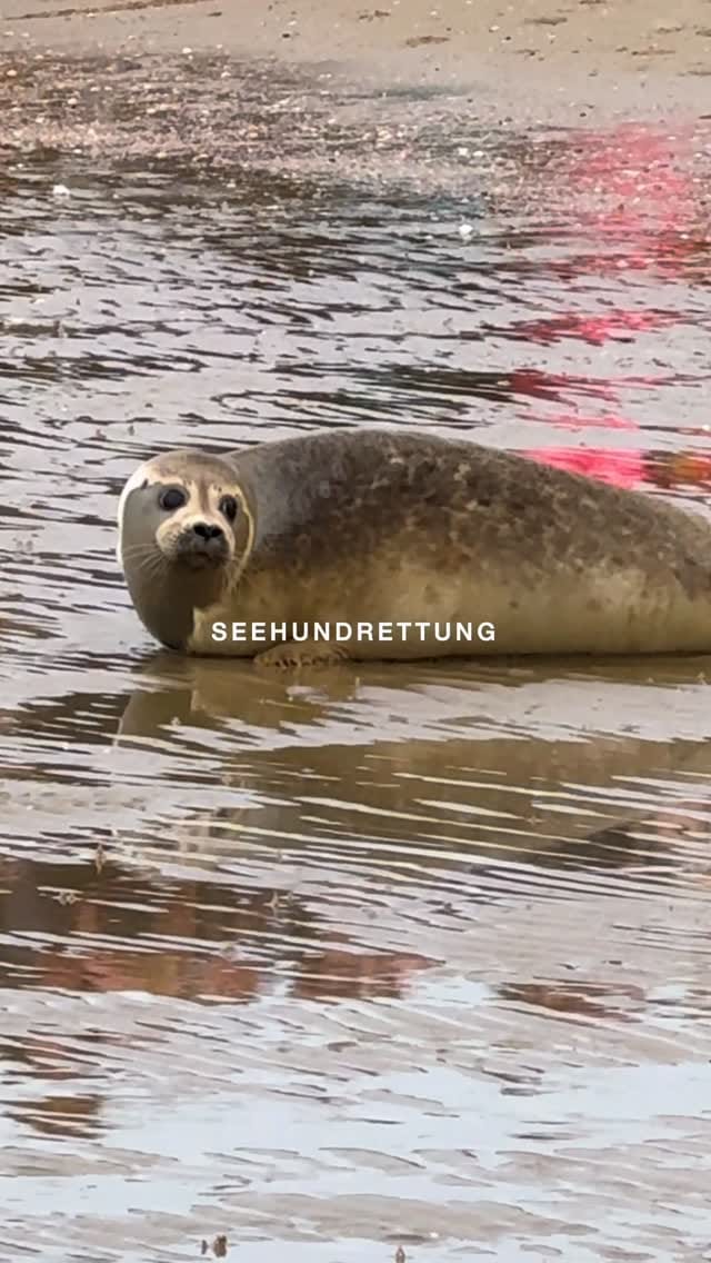 Post 3 by Caravan Travellers | Sascha Mokhtar on Instagram (video)