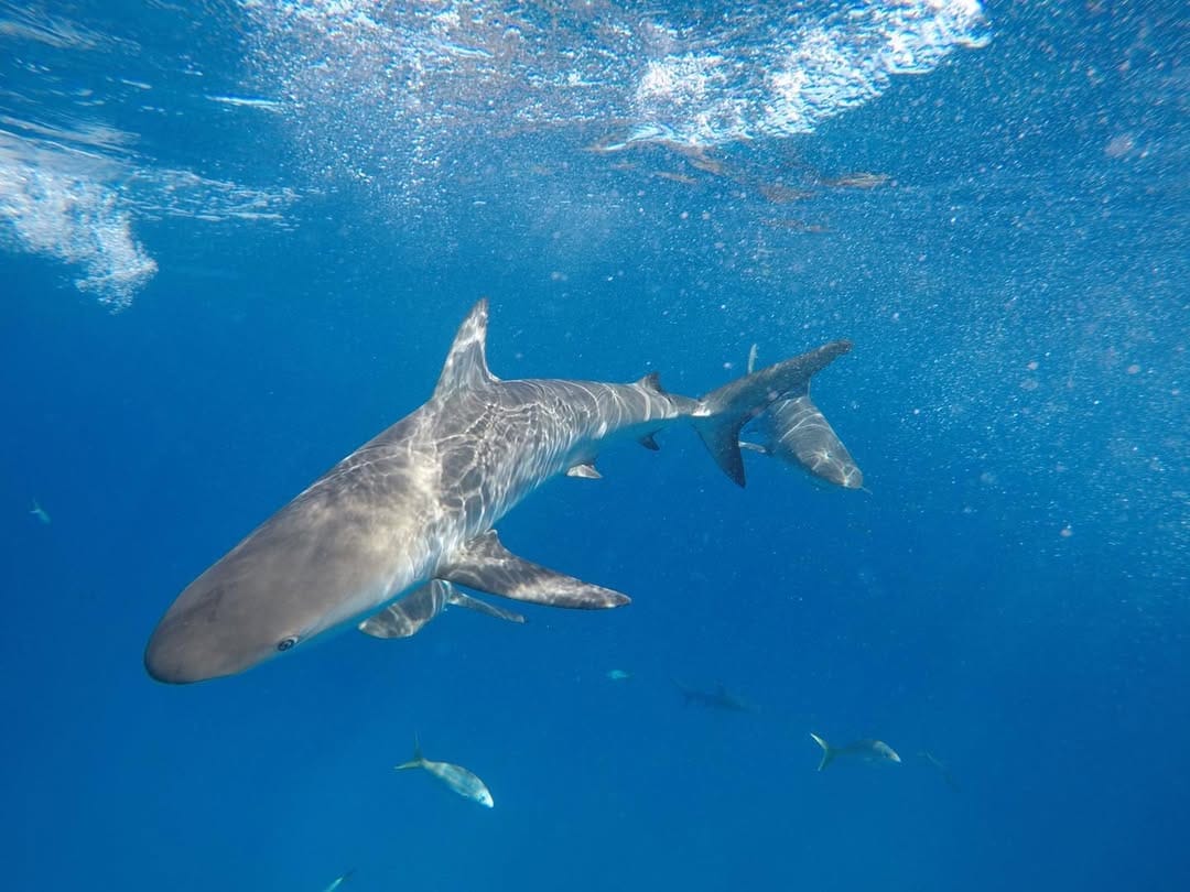 Post 7 by Helena Ivancic on Instagram (image)