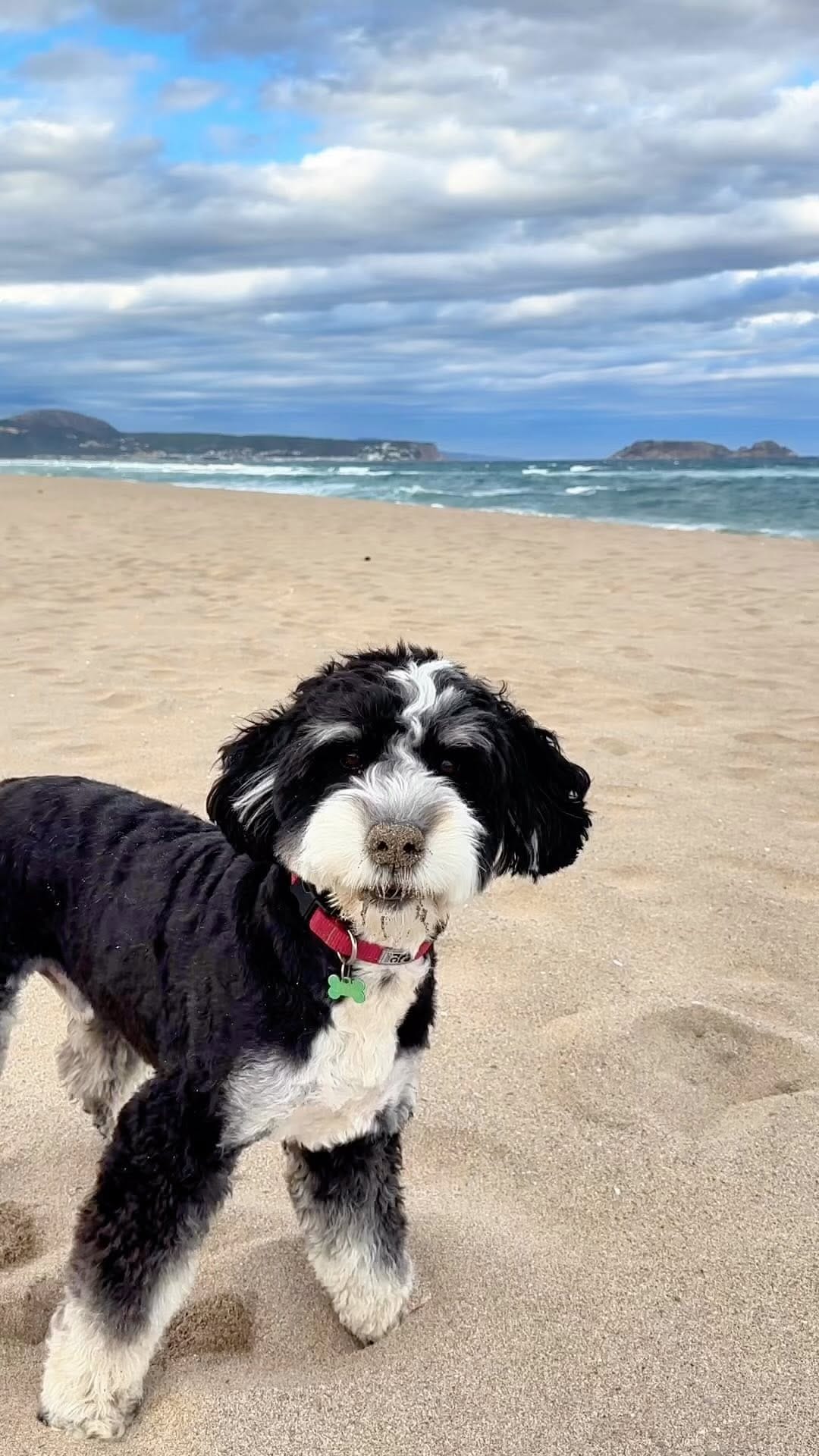 Post 3 by Bowie’s adventure ✈️ | dog friendly travel on Instagram (video)