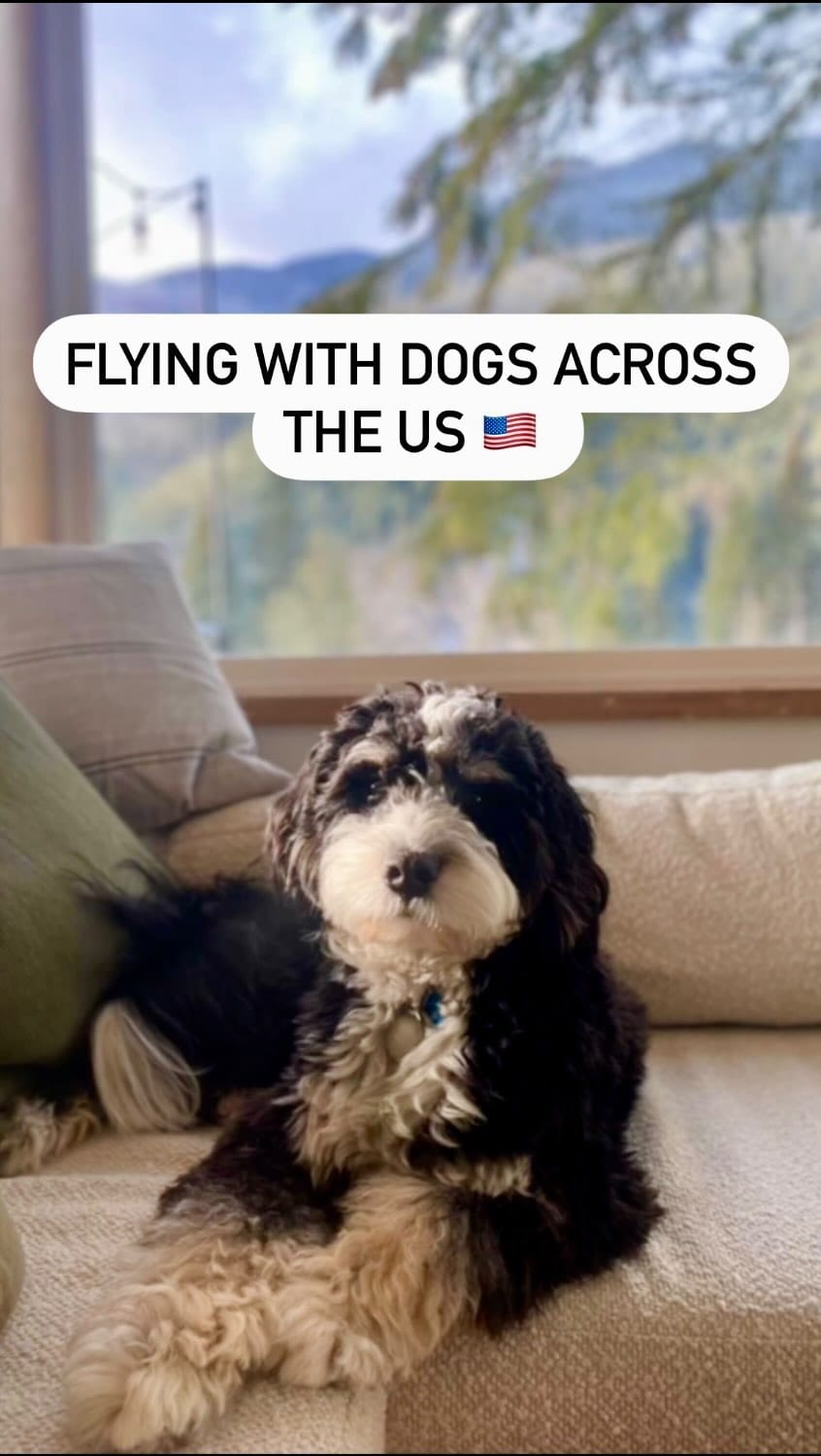 Post 10 by Bowie’s adventure ✈️ | dog friendly travel on Instagram (video)