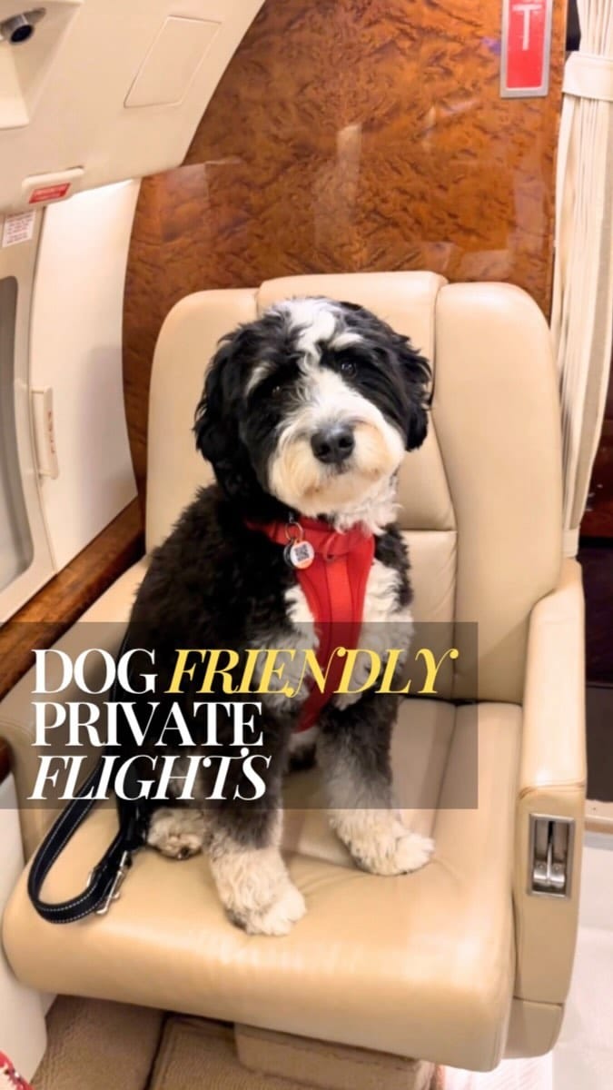 Post 8 by Bowie’s adventure ✈️ | dog friendly travel on Instagram (video)